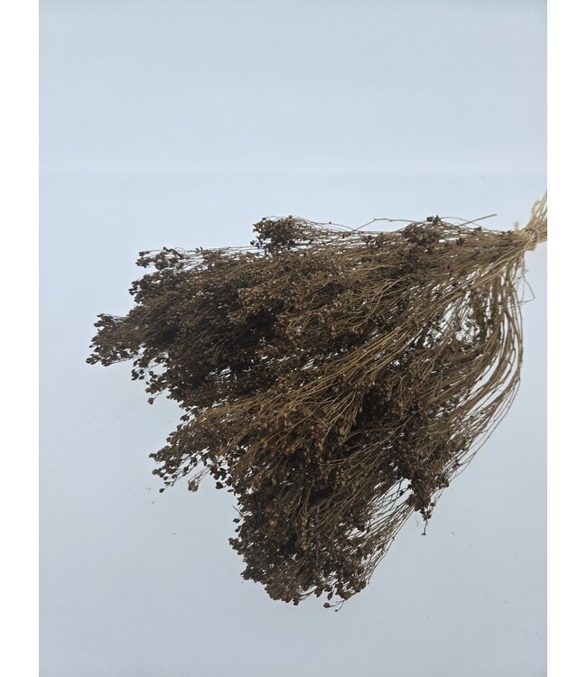 Brown Broom Bloom dried flowers | Length ± 45 centimetres | Weight 100 grams