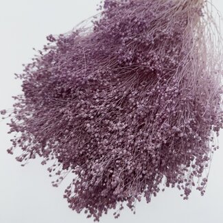 Casa Alegria Milk purple Broom Bloom dried flowers | Length ± 50 centimetres | Weight 100 grams