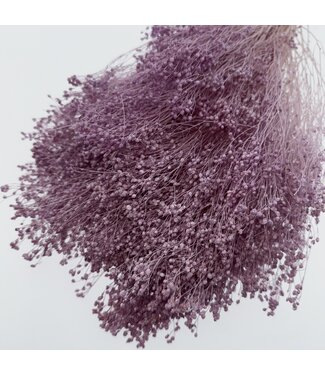 Casa Alegria Milkapaarse Broom Bloom droogbloemen | Lengte ± 50 centimeter | Gewicht 100 gram