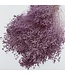 Fleurs séchées Broom Bloom violet lait | Longueur ± 50 centimètres | Poids 100 grammes