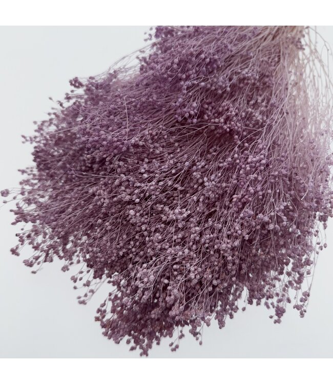 Fleurs séchées Broom Bloom violet lait | Longueur ± 50 centimètres | Poids 100 grammes