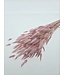 Pink bleached Lagurus dried flowers | Length ± 65 centimetres | Weight ± 100 grams