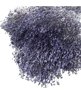 Dutch Dried Paars-blauwe Broom Bloom droogbloemen | Lengte ± 50 centimeter | Gewicht 100 gram