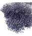 Fleurs séchées Broom Bloom bleu-violet | Longueur ± 50 centimètres | Poids 100 grammes