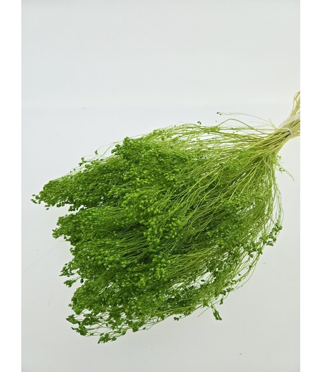 Light green Broom Bloom dried flowers | Length ± 45 centimetres | Weight 100 grams