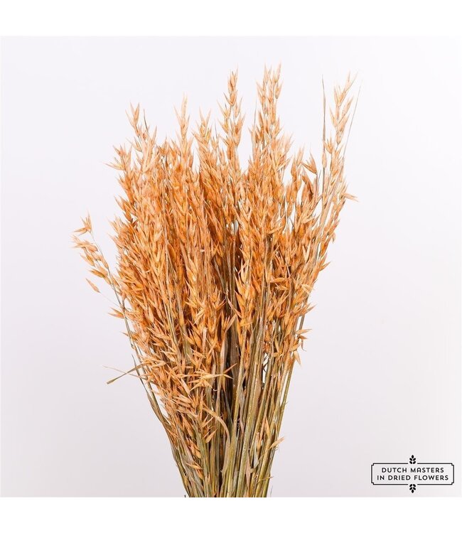 Frosted Orange Avena Oat dried flowers | Length ± 70 centimetres | Weight 150 grams