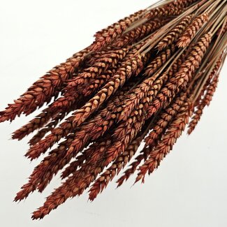 Dutch Dried Intens orange Triticum - Weizen Trockenblumen | Länge ± 70 Zentimeter | Gewicht ± 175 Gramm