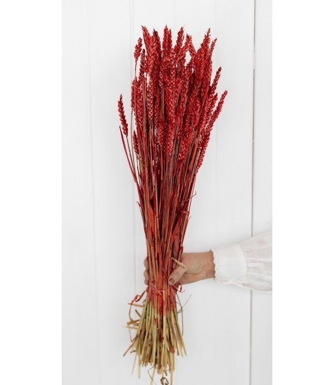 Triticum rouge - Blé fleurs séchées | Longueur ± 70 centimètres | Poids ± 175 grammes