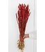 Triticum rouge - Blé fleurs séchées | Longueur ± 70 centimètres | Poids ± 175 grammes