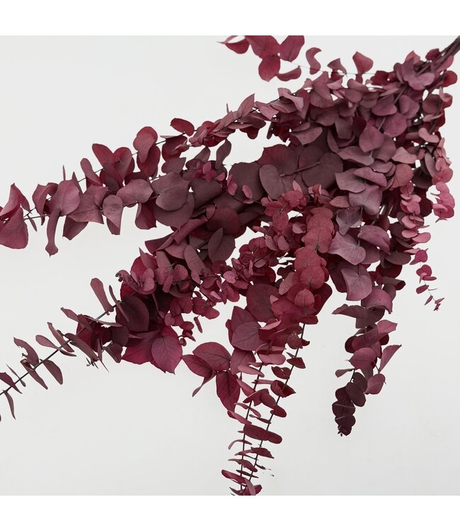 Red-pink Eucalyptus Cinerea dried flowers | Length ± 65 centimetres | Weight ± 150 grams