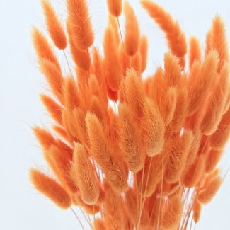 Dolce Vita Oranje Lagurus droogbloemen | Lengte ± 65 centimeter | Gewicht ± 100 gram