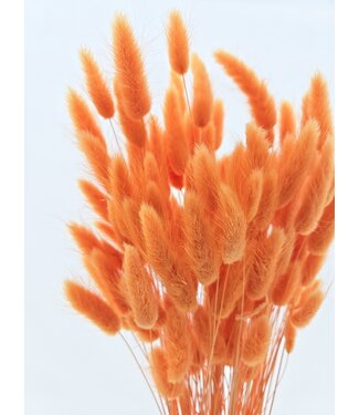 Dolce Vita Orange Lagurus dried flowers | Length ± 65 centimetres | Weight ± 100 grams