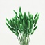 Green Lagurus dried flowers | Length ± 65 centimetres | Weight ± 100 grams
