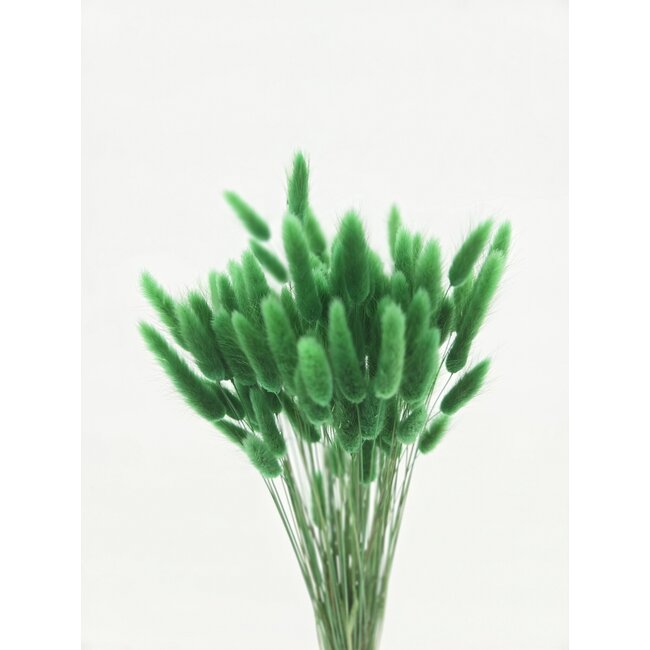 Green Lagurus dried flowers | Length ± 65 centimetres | Weight ± 100 grams