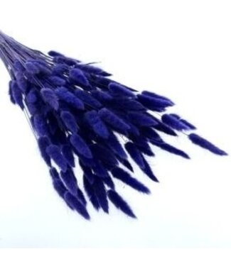 Casa Alegria Paarsblauwe Lagurus droogbloemen | Lengte ± 65 centimeter | Gewicht ± 100 gram