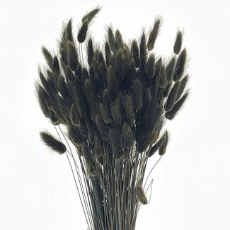 Dolce Vita Black Lagurus dried flowers | Length ± 65 centimetres | Weight ± 100 grams