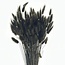 Zwarte Lagurus droogbloemen | Lengte ± 65 centimeter | Gewicht ± 100 gram
