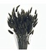 Black Lagurus dried flowers | Length ± 65 centimetres | Weight ± 100 grams