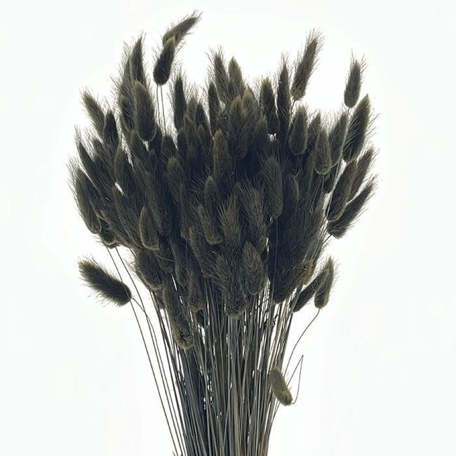 Zwarte Lagurus droogbloemen | Lengte ± 65 centimeter | Gewicht ± 100 gram
