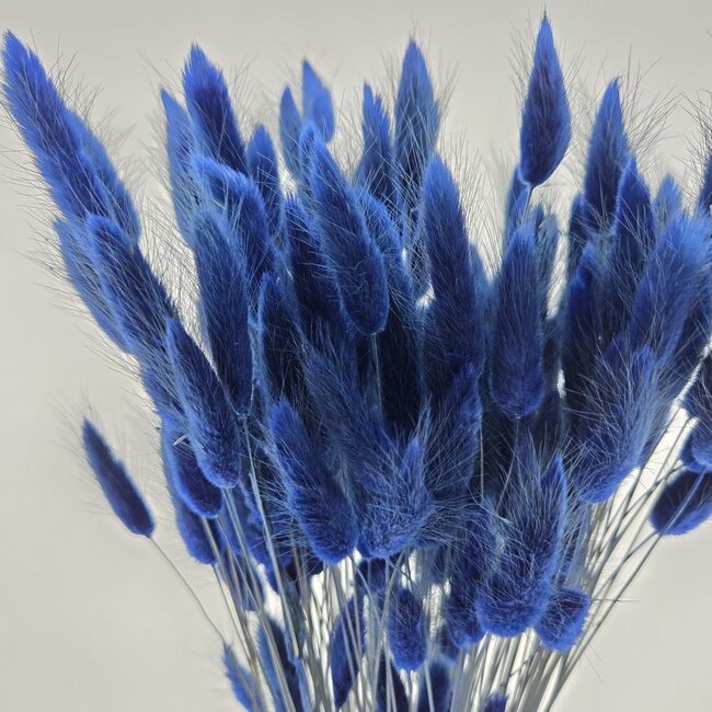 Dark blue Lagurus dried flowers | Length ± 65 centimetres | Weight ± 100 grams