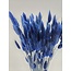 Donkerblauwe Lagurus droogbloemen | Lengte ± 65 centimeter | Gewicht ± 100 gram