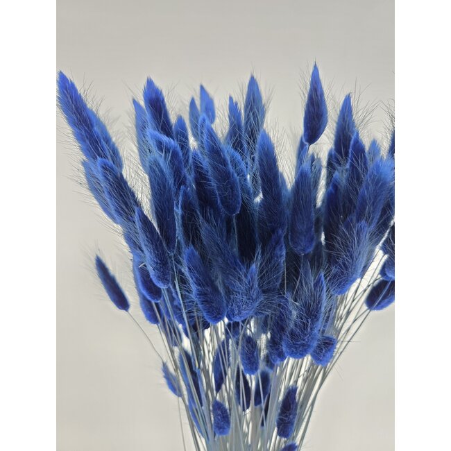 Donkerblauwe Lagurus droogbloemen | Lengte ± 65 centimeter | Gewicht ± 100 gram