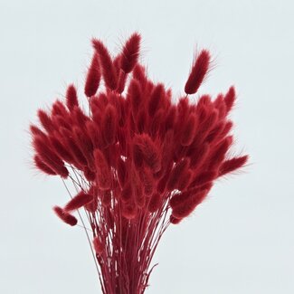 Dolce Vita Red Lagurus dried flowers | Length ± 65 centimetres | Weight ± 100 grams