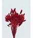 Red Lagurus dried flowers | Length ± 65 centimetres | Weight ± 100 grams