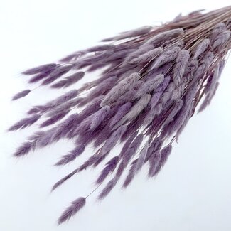Casa Alegria Lagurus séché lilas pastel | Longueur ± 65 centimètres | Poids ± 100 grammes
