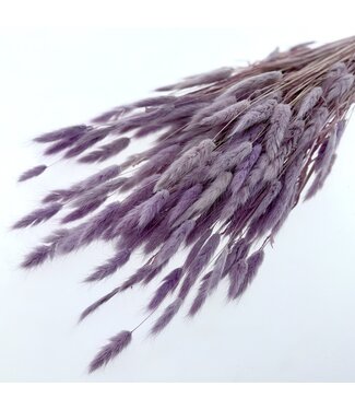 Casa Alegria Pastel Lila Lagurus droogbloemen | Lengte ± 65 centimeter | Gewicht ± 100 gram