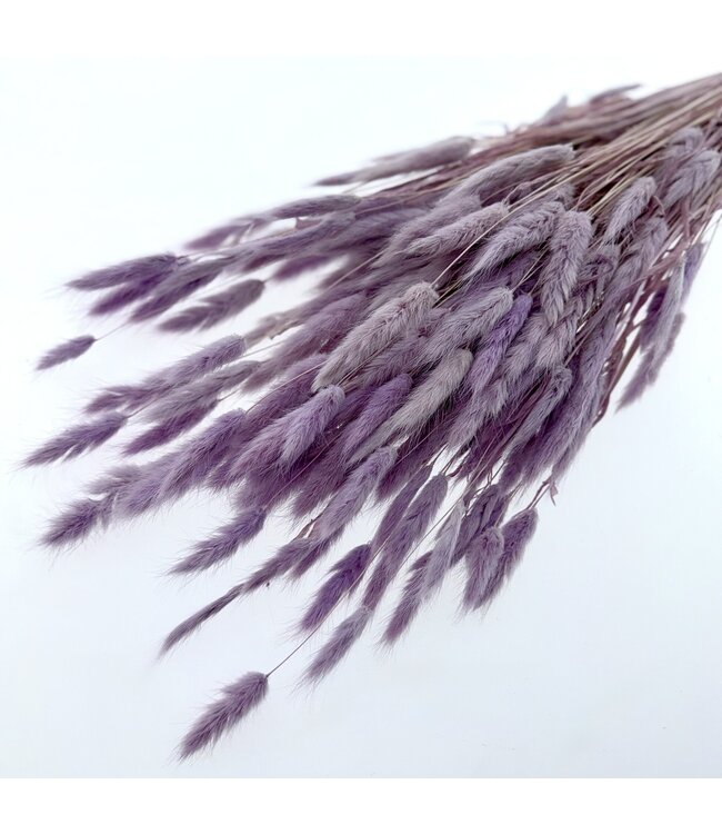 Lagurus séché pastel lilas | Longueur ± 65 centimètres | Poids ± 100 grammes