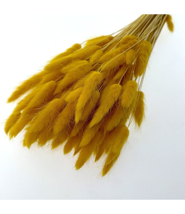 Ochre Yellow Lagurus Dried Flowers | Length ± 65 centimetres | Weight ± 100 grams