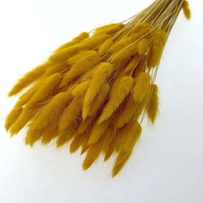 Okergele Lagurus droogbloemen | Lengte ± 65 centimeter | Gewicht ± 100 gram
