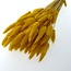 Okergele Lagurus droogbloemen | Lengte ± 65 centimeter | Gewicht ± 100 gram