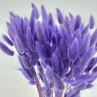 Dolce Vita Milka Lagurus fleurs séchées | Longueur ± 65 centimètres | Poids ± 100 grammes