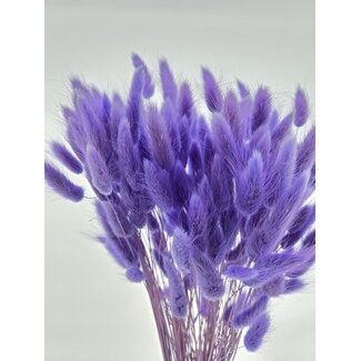 Dolce Vita Milka Lagurus droogbloemen | Lengte ± 65 centimeter | Gewicht ± 100 gram