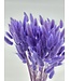 Milka Lagurus dried flowers | Length ± 65 centimetres | Weight ± 100 grams