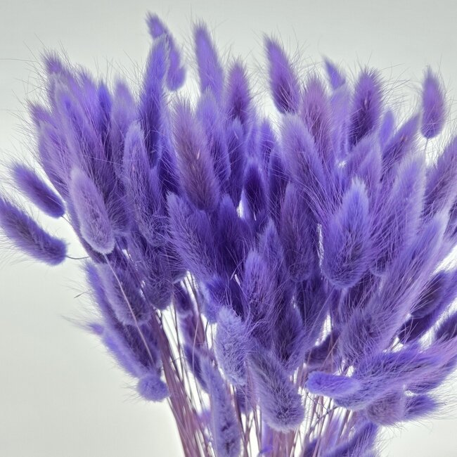 Milka Lagurus Trockenblumen | Länge ± 65 Zentimeter | Gewicht ± 100 Gramm
