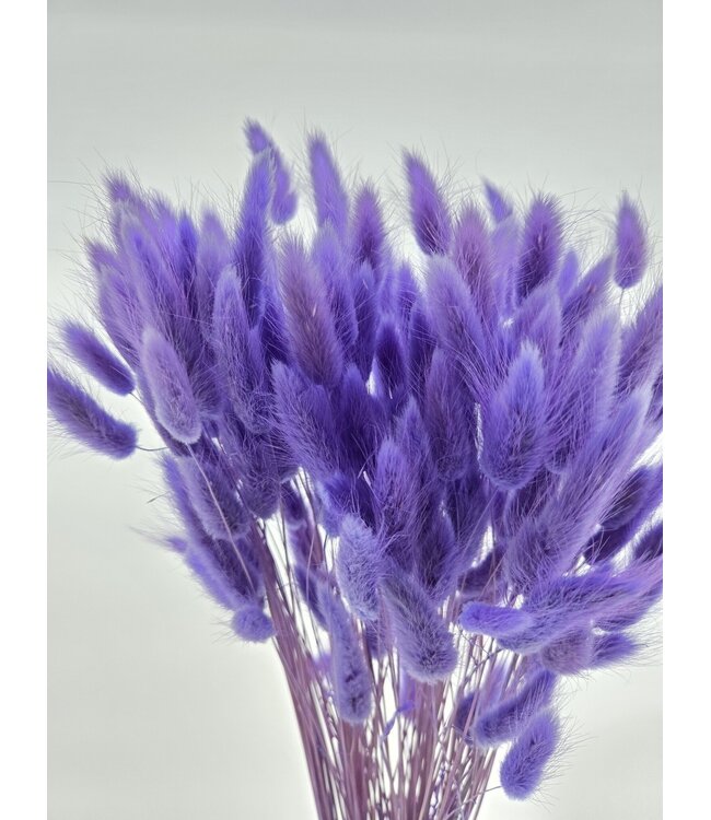Milka Lagurus dried flowers | Length ± 65 centimetres | Weight ± 100 grams