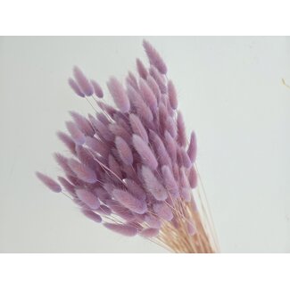Dolce Vita Glicine Lagurus droogbloemen | Lengte ± 65 centimeter | Gewicht ± 100 gram