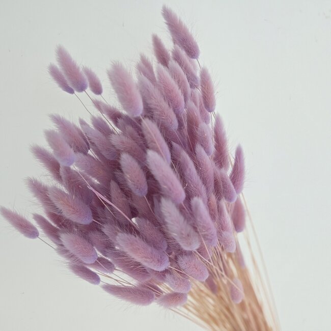 Glicine Lagurus droogbloemen | Lengte ± 65 centimeter | Gewicht ± 100 gram