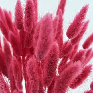 Dolce Vita Lagurus séché couleur cerise | Longueur ± 65 centimètres | Poids ± 100 grammes