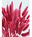 Cherry-coloured Lagurus dried flowers | Length ± 65 centimetres | Weight ± 100 grams