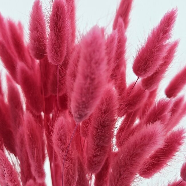 Cherry-coloured Lagurus dried flowers | Length ± 65 centimetres | Weight ± 100 grams