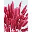 Kersenkleurige Lagurus droogbloemen | Lengte ± 65 centimeter | Gewicht ± 100 gram