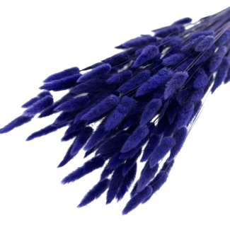 Dutch Dried Paars-blauwe Lagurus droogbloemen | Lengte ± 65 centimeter | Gewicht ± 100 gram