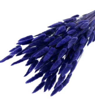 Dutch Dried Lagurus séchées violettes et bleues | Longueur ± 65 centimètres | Poids ± 100 grammes