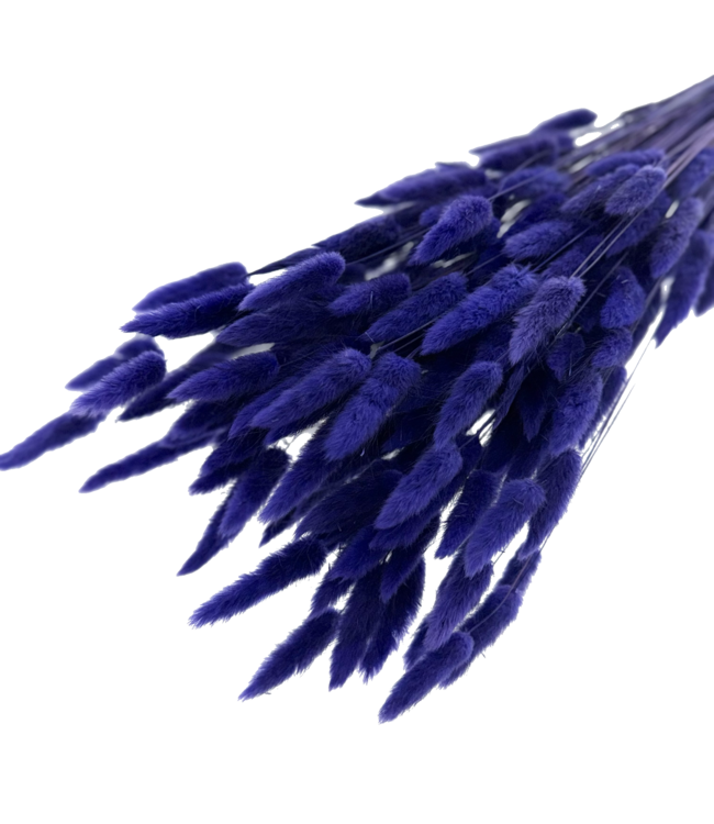 Lagurus séchées bleu-violet | Longueur ± 65 centimètres | Poids ± 100 grammes