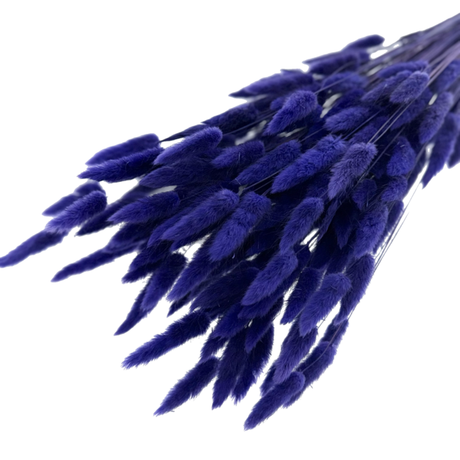 Paars-blauwe Lagurus droogbloemen | Lengte ± 65 centimeter | Gewicht ± 100 gram