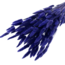 Paars-blauwe Lagurus droogbloemen | Lengte ± 65 centimeter | Gewicht ± 100 gram